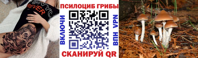 хочу   Сосновый Бор  Галлюциногенные грибы мицелий 